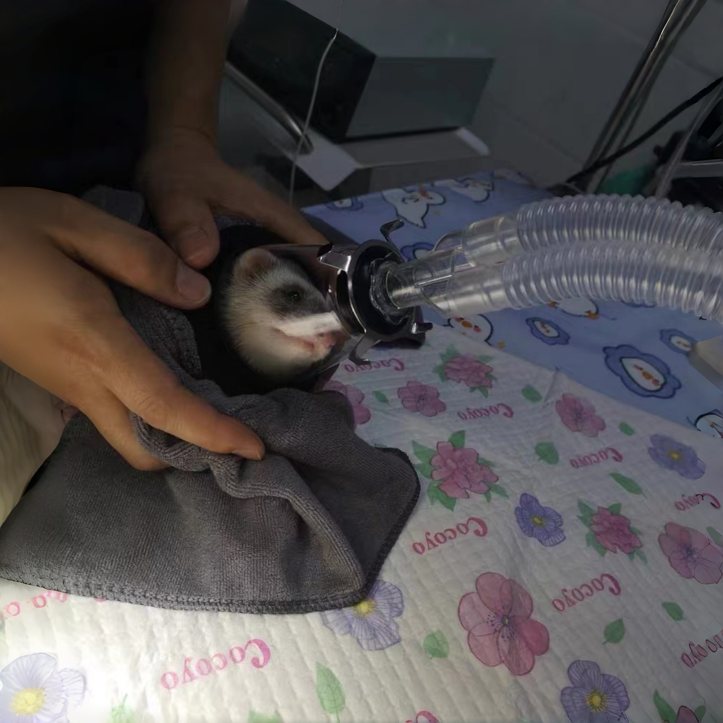 Vergrößerte chirurgische Tierm – Vet Tech Accessories Bewertung und Preis